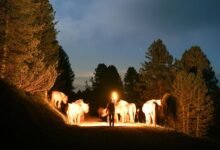 nightshade induced muscle paralysis guide